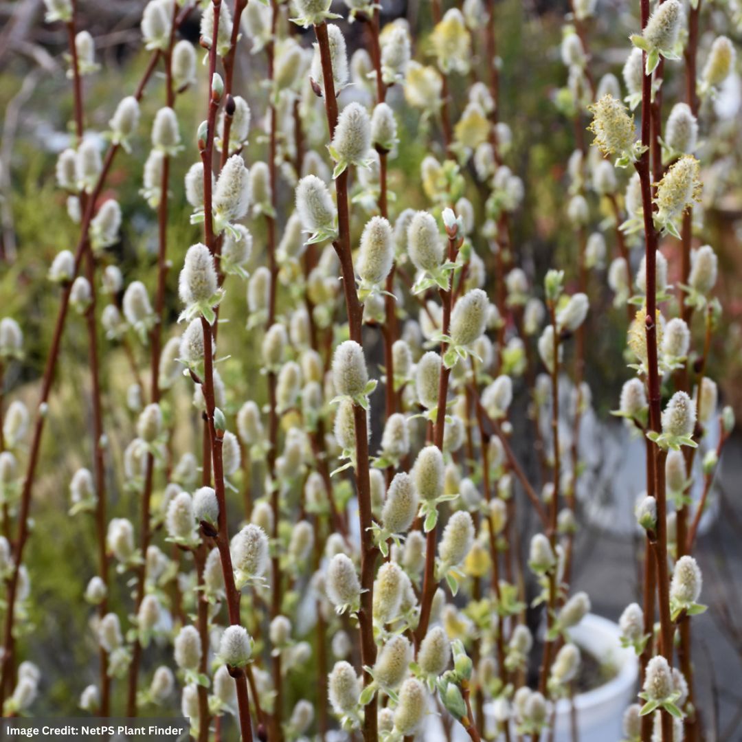 Pussy Willow – #2 Container